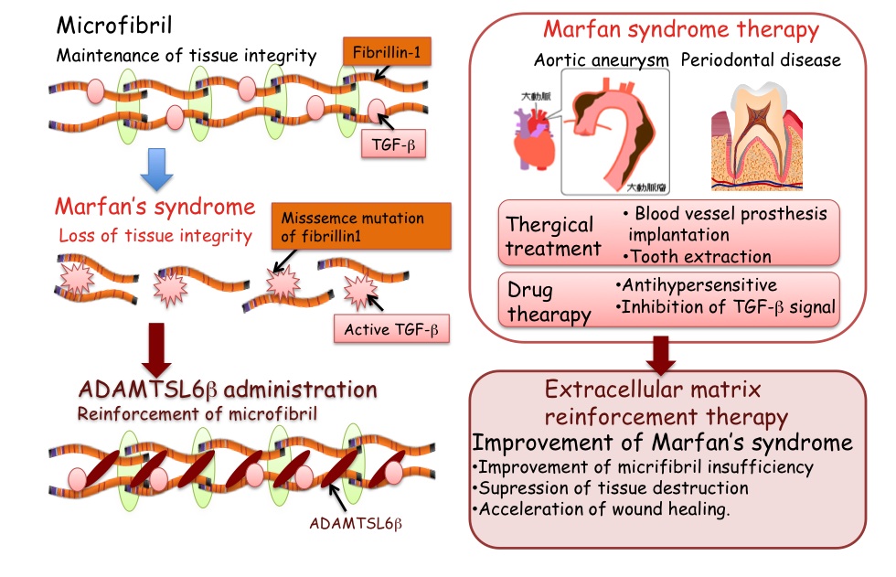 Research Profile 482 Development Of Preventive Medicine For Aortic