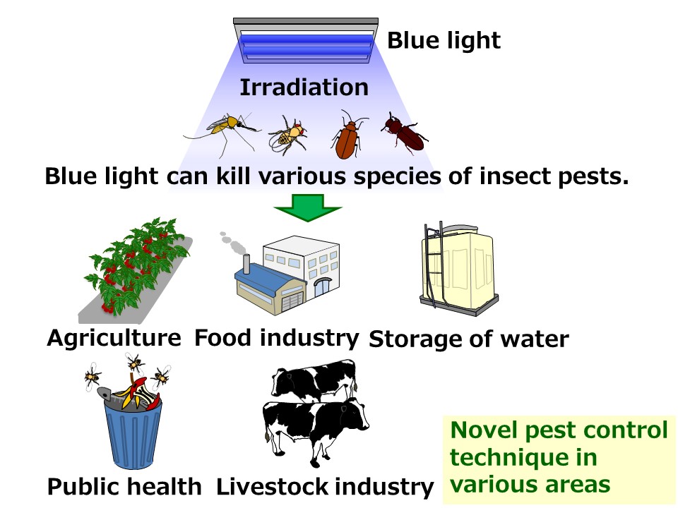 Blue light that kills bugs clearance