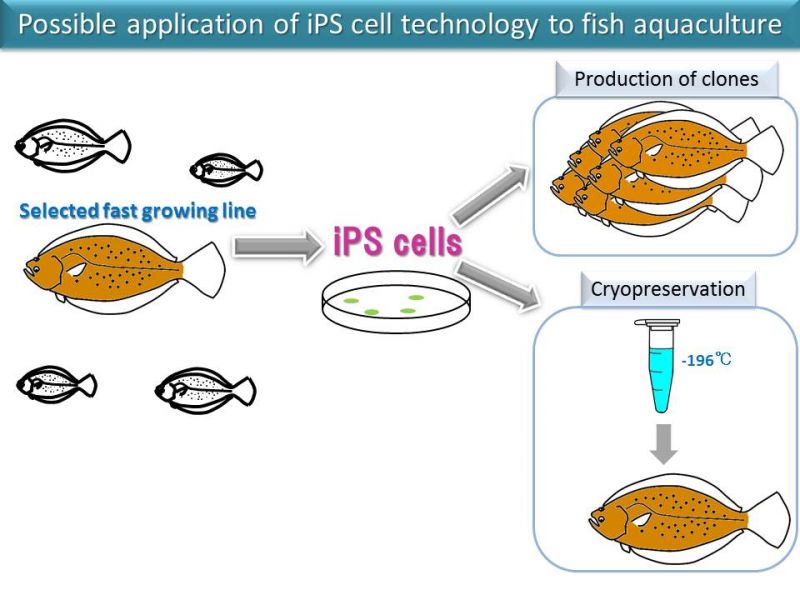 Research Profile 54 Development of Fish iPS Cell Technology TU