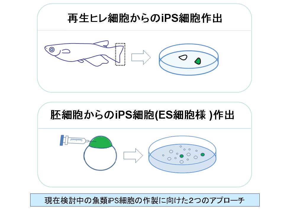 研究シーズ詳細情報 No 54 魚類ips細胞開発に向けた基盤研究 東北大学研究シーズ集