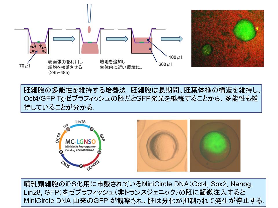 研究シーズ詳細情報 No 54 魚類ips細胞開発に向けた基盤研究 東北大学研究シーズ集